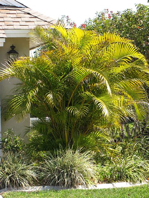 Yellow Butterfly Palm Tree Areca Lutescens Urban Palms