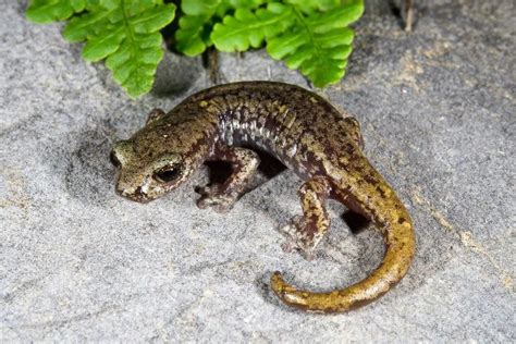 Northern Californias Shasta Salamanders Are Spiraling Towards Extinction