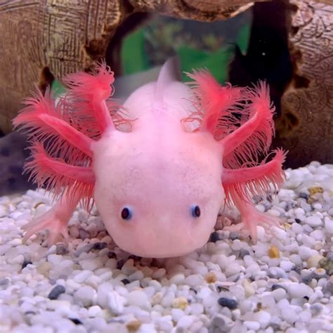 Axolotl De Youtube