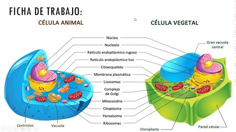 Diferencias Y Semejanzas Entre Celula Animal Y Vegetal Reverasite