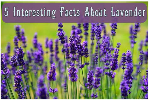 5 Interesting Facts About Lavender By Celeste Wilson The Road To
