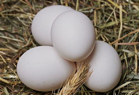 Manfaat Dan Perbedaan Telur Ayam Kampung Dan Telur Ayam Negeri