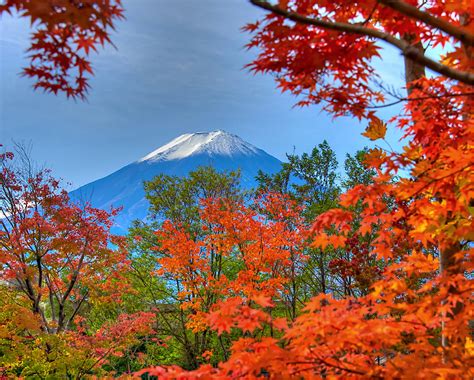 Fall Fuji Red Maple Leaves Frame A View Of Mount Fuji On A Flickr