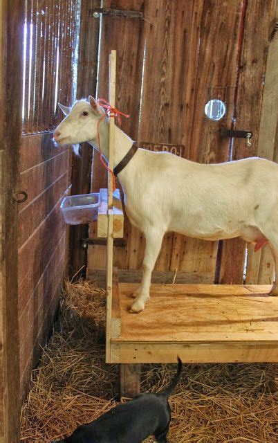 Building A Stanchion Easy To Build Milking Stand Sheep Or Goat