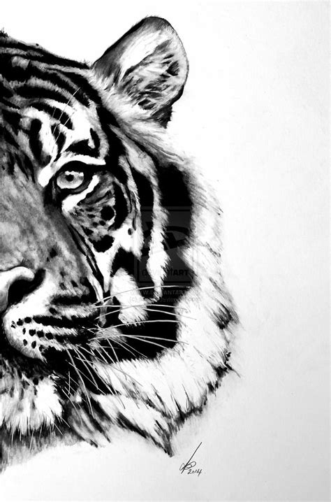 Half Series Sumatran Tiger By Salt25 On Deviantart Tiger Art Tiger