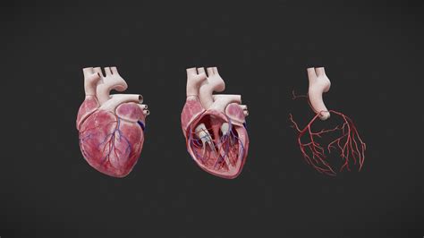 Heart Anatomy Buy Royalty Free 3d Model By Haokai Haokaiqoo