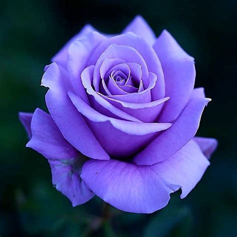 Lovely Purple Rose ดอกไม้สีม่วง ดอกไม้ และ กุหลาบ