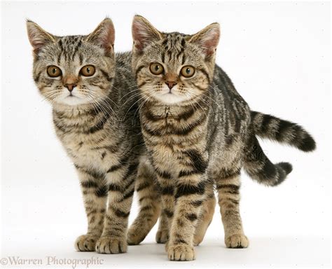 Two British Shorthair Tabby Kittens Photo Wp13624