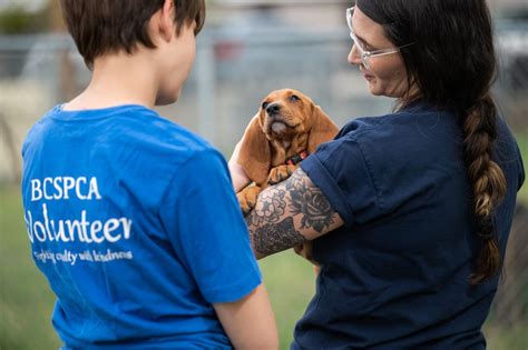 Volunteer - BC SPCA