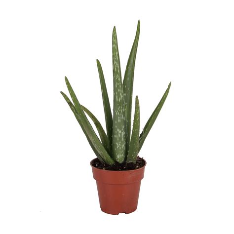 Where To Buy Aloe Vera Plant In Qatar Plantă Blog