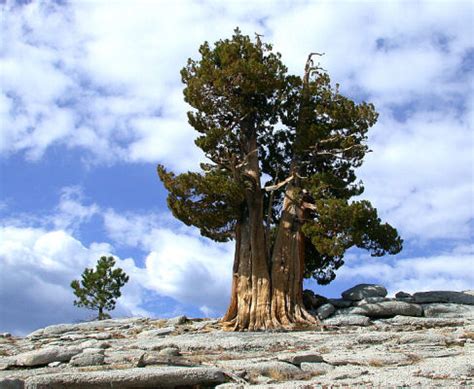 Het record van de dikste boom ter wereld behoort ook toe aan een sequoia, de variant reuzensequoia. deze boom genaamd generaal sherman staat in het sequoia national park in californië en is het meest volumineuze levenste wezen ter wereld en neemt 1.487 kubieke meter in beslag. General Sherman, de grootste boom ter wereld