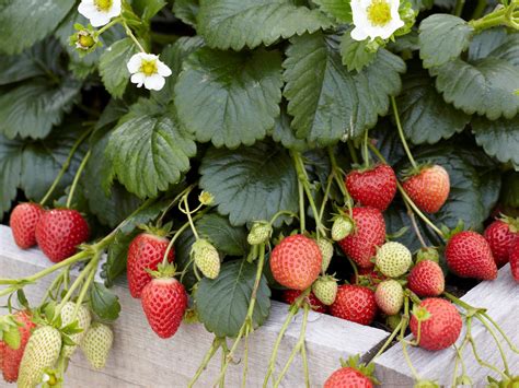 Abz Seeds Specialist In Strawberry Cultivation