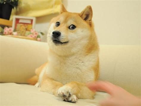 Wow such sochi much gold so win wow. Doge 2 Blank Meme Template | Dog memes, Doge meme, Animals