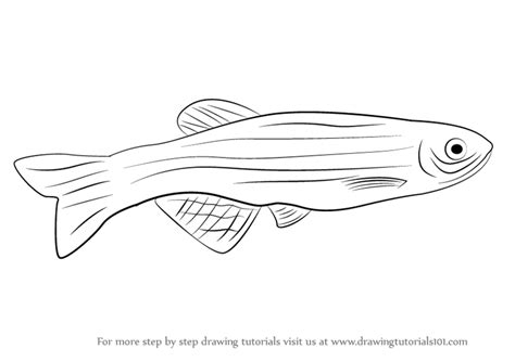 As a side note, we don't spend time drawing each stripe. Learn How to Draw a Zebrafish (Fishes) Step by Step ...