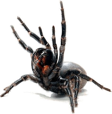Spider Pest Control Canberra: Canberra Pest Control. Hate Spiders? : Canberra Pest Control