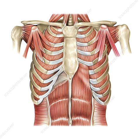Muscles Of Thorax