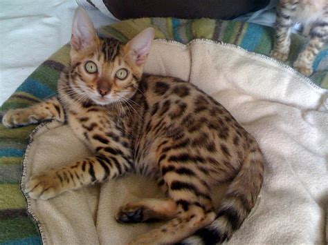 The bengal cat is a domesticated cat breed created from hybrids of domestic cats, especially the spotted egyptian mau, with the asian leopard cat (prionailurus bengalensis). Domestic Bengal Cats: an Exotic Cat Breed | HubPages