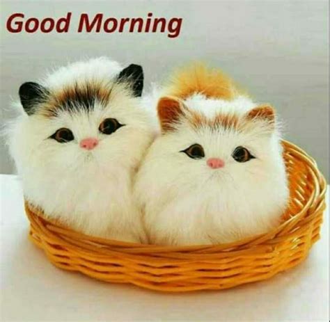 Pin By Dinesh Kumar Pandey On Good Morning Cute Cats Cute Animal