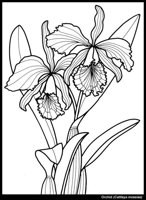 Free printable orchid flower coloring pages and download free orchid flower coloring pages along with coloring pages for other activities and coloring sheets orchid to color | Coloring pages, Dover coloring pages ...