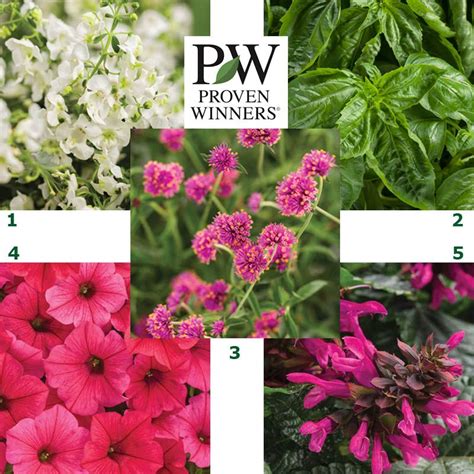 Proven winners direct supplies proven winners shrubs, perennials, annuals, grasses, and gardening essentials. Proven Winners 2019 Must See Plants | Proven winners ...