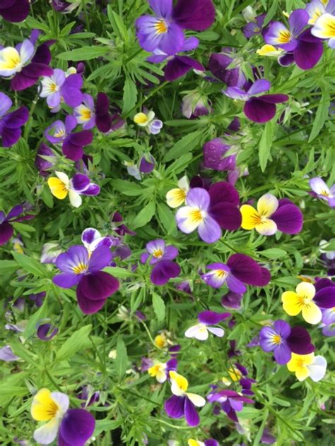 Heartsease Plugs Viola Tricolor Uk Delivery Naturescape