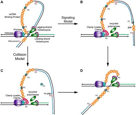 understanding dna replication by the bacteriophage t4 replisome journal of biological chemistry
