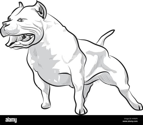 Vector Sketch Hand Drawing Illustration Pitbull Barking Stock Vector