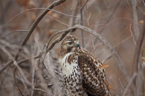Hawks In Oklahoma 9 Species To See In The Sooner State