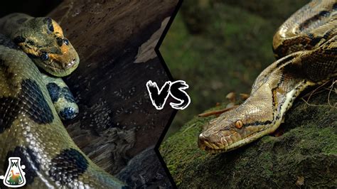 Which Is Bigger Anaconda Or Reticulated Python