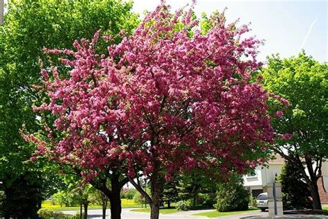 Zone 5 And 6 Flowering Trees
