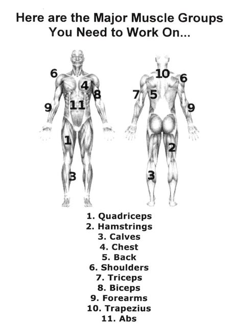 (marras & granata, 1995), there is also a possibility that. MajorMuscles.jpg (798×1100) (With images) | Major muscles
