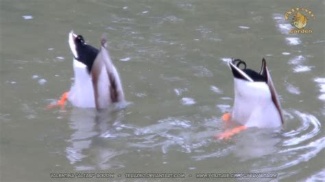 Mallard Ducks Feeding Underwater Youtube