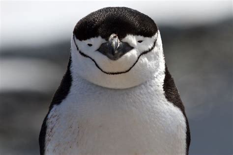 Chinstrap Penguins Take Over 10000 Small Naps A Day Research Says