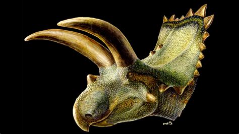 Triceratops Bah New Dino Had 5 Ton Horns Fox News