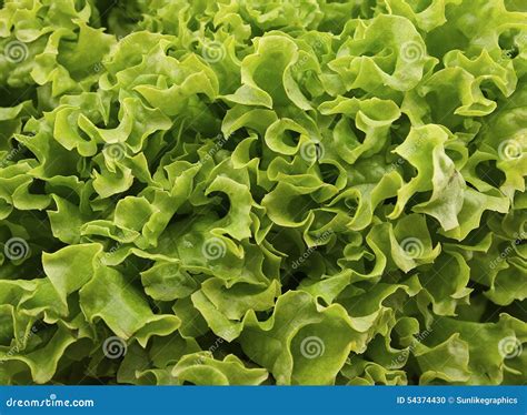 Fresh Green Lettuce Salat On Wooden Background Healthy Food Stock