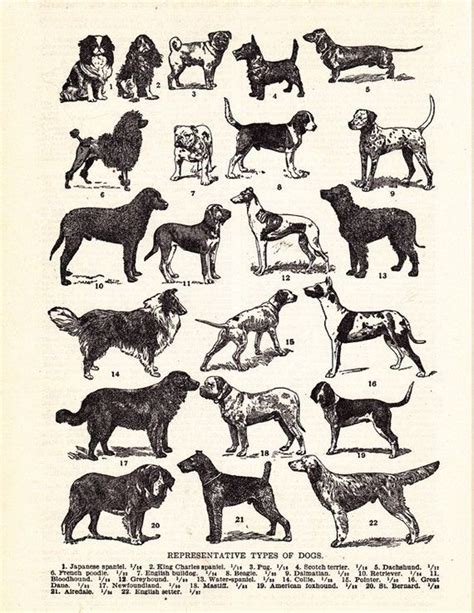 Vintage Dog Print Representative Types Of Dogs Etsy Artofit