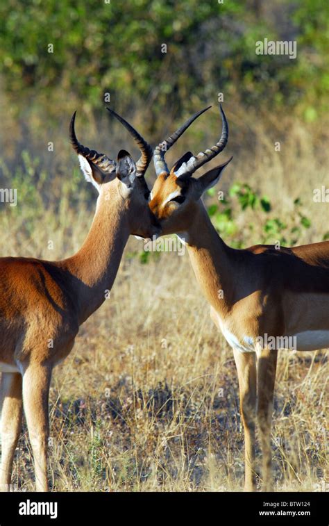 Impala Deer Kruger Park South Africa Stock Photo Alamy