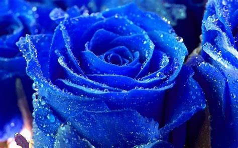 Worlds Most Beautiful Roses Flowers Wallpapers On Wallpaperdog