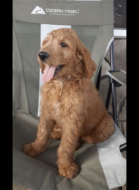 Are there any mini goldendoodle puppies in houston available now? Goldendoodle Puppies For Sale | Wexford, PA #334609