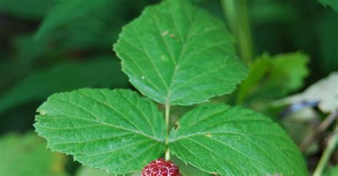 Herbal Remedies At Home Medicinal Uses Of Wild Berries