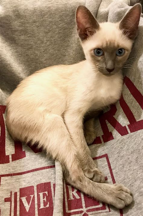 12 Weeks Old Banzai Old Style Siamese 12 Weeks Siamese Cats Balinese
