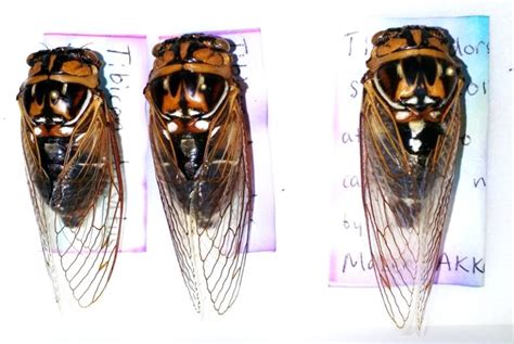 megatibicen cicada mania
