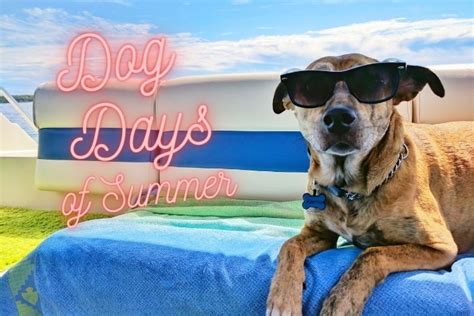 Are You Leveraging The Dog Days Of Summer Aspire