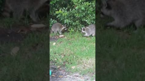 Raccoons In My Yard 💖 Youtube