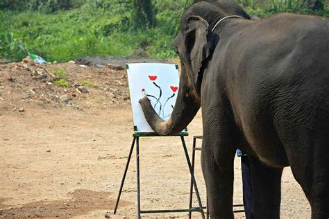 4 Year Old Elephant Artist Sudas Masterpiece At Maetaeng Elephant