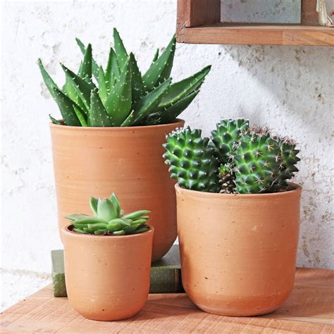 Three Potted Plants Sitting On Top Of A Wooden Table