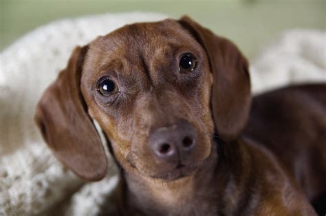 Municipal shelters, such as chicago animal care and control and the manhattan animal care center, are part of a city or county's animal control division and are the first stop for stray or abandoned animals found within the entity's. 10 Fundraising Ideas to Benefit Your Local Animal Shelter