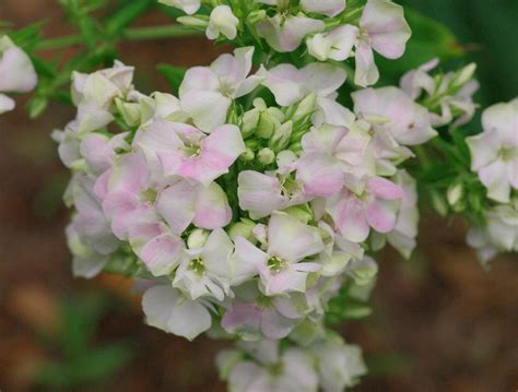 Creme de la creme's preschool programs focus on developing the whole child while nurturing each child's potential and building upon successes. Phlox 'Creme de la Creme' in the Phloxes Database - Garden.org
