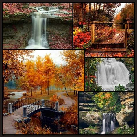 Several Pictures Of Different Types Of Trees And Water In The Fall