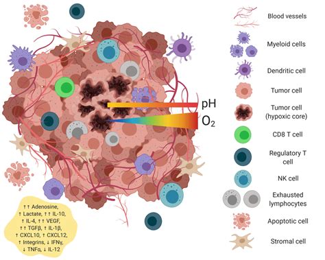 Components Of The Tumor Microenvironment The Tumor Microenvironment Is